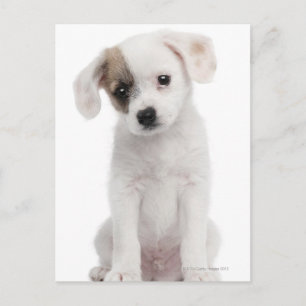 Puppy av kor (2 månader gammal) vykort