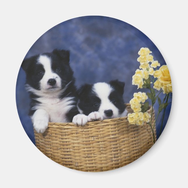 Puppy Bild Magnet (Framsidan)