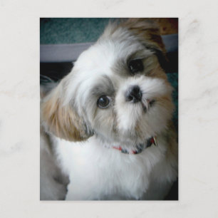 Puppy Buddie Vykort