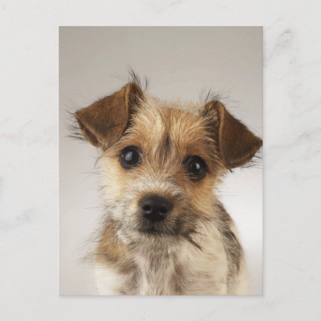 Puppy (Canis familiaris) Vykort (Framsida)