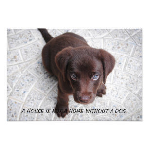 Puppy-citat Fototryck