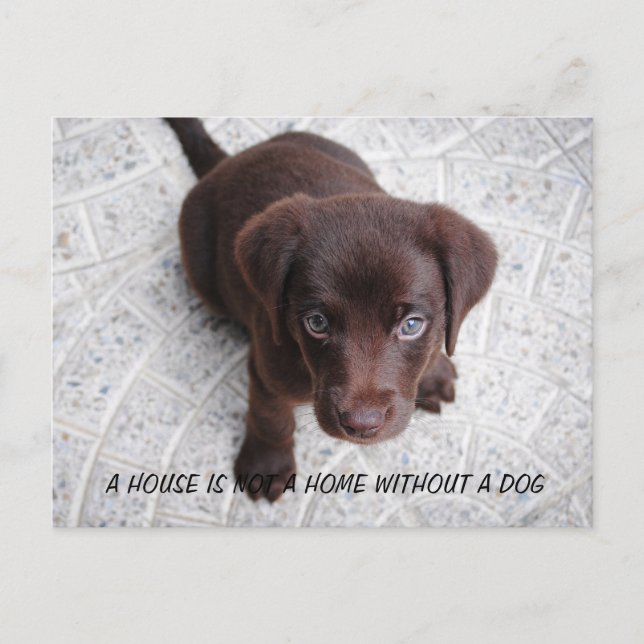 Puppy-citat Vykort (Framsida)