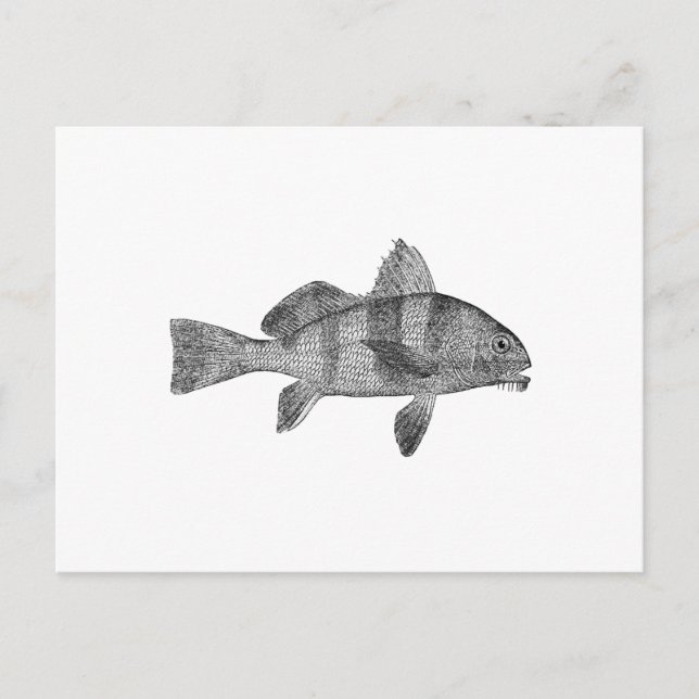 Puppy Drum-Logotyp (konturkonst) Vykort (Framsida)