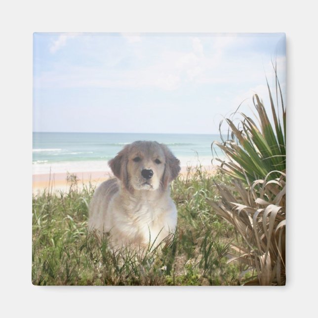 Puppy för magnet Purfect-magnet från Golden Retrie (Framsidan)