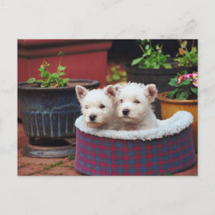 Puppy Friends Vykort