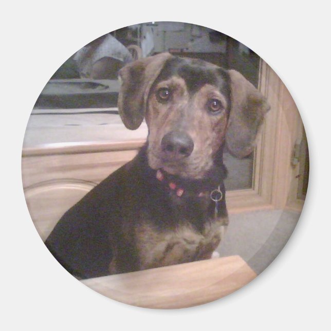 Puppy Gaze Magnet (Framsidan)