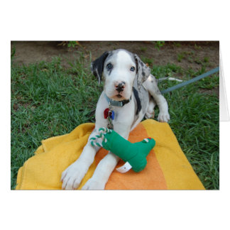 Puppy great dane hälsningskort