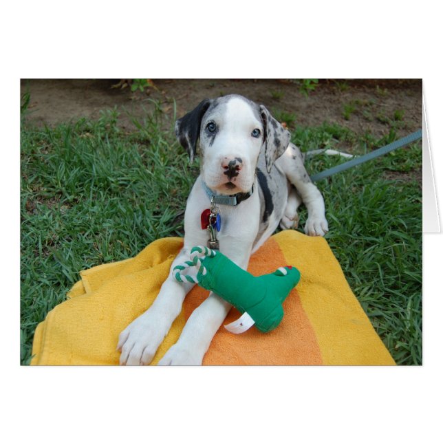 Puppy great dane hälsningskort (Framsidan Horizontal)