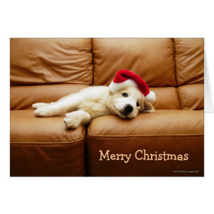 Puppy har en julhatt och ljuger på soffa hälsningskort