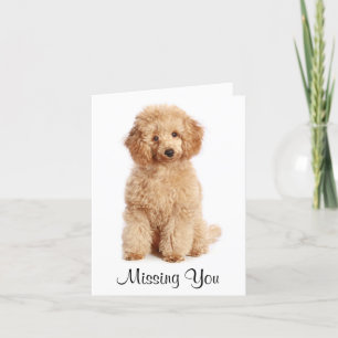 Puppy-Hund Apricot Pudel saknas Kort
