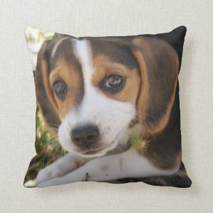 Puppy Hund Beagle Kudde