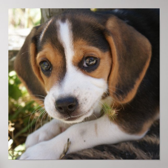 Puppy Hund Beagle Poster (Framsidan)