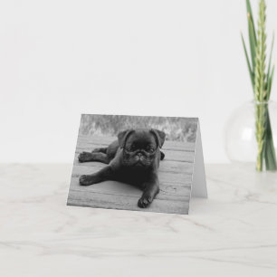 Puppy Hund Black & White Blank Note Card Kort