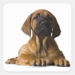 Puppy Hund Fyrkantigt Klistermärke