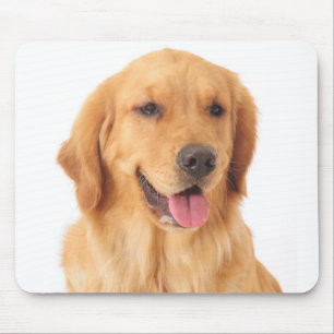Puppy Hund (Golden Retriever) Musmatta