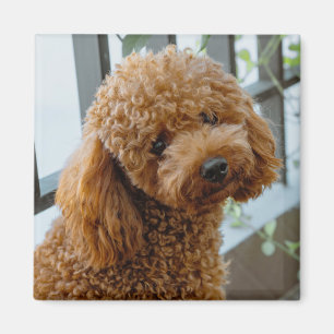 Puppy-Hund i Fluffy Brown Pudel Magnet