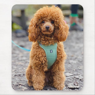 Puppy-Hund i Fluffy Brown Pudel Musmatta