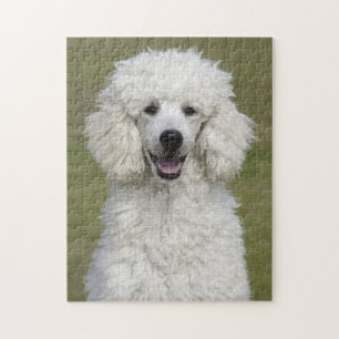 Puppy-Hund i Fluffy White Pudel Pussel