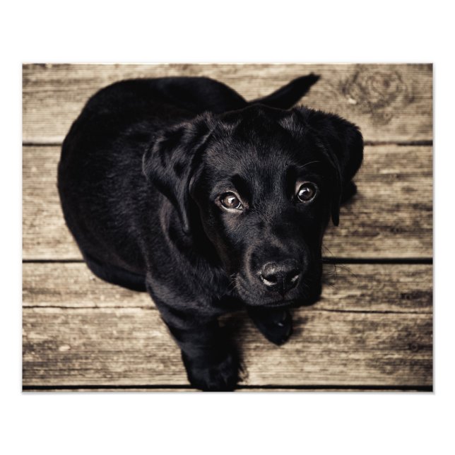 Puppy hund kärlek fototryck (Framsidan)