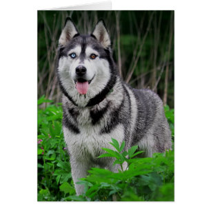 Puppy Hund kärlek-Siberian husky - blank OBS Kort