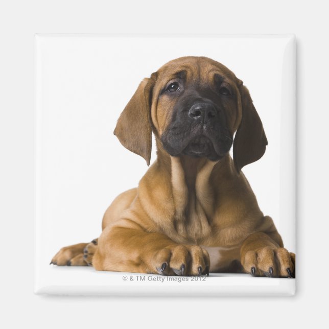 Puppy Hund Magnet (Framsidan)