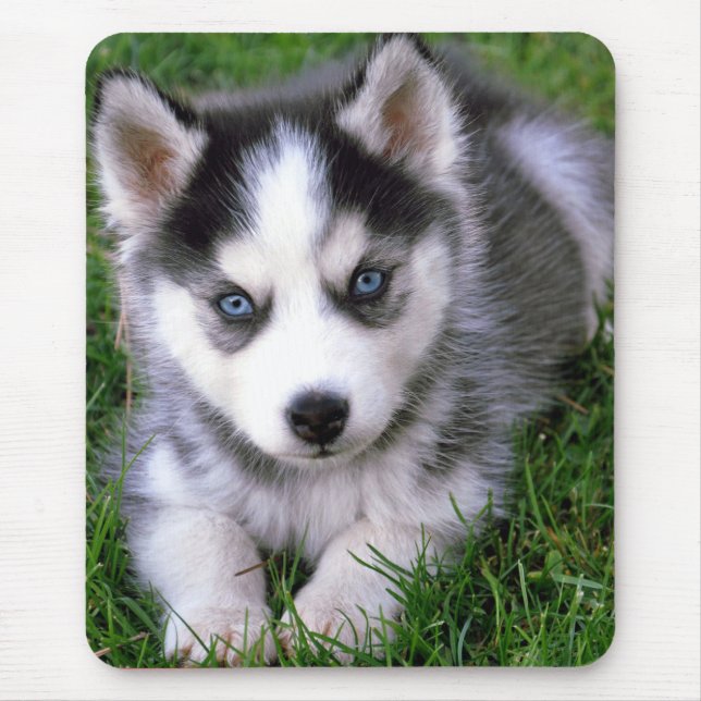 Puppy Hund Mousepad Kärlek Siberian husky Musmatta (Framsidan)