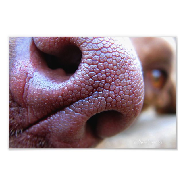 Puppy Hund Nose Fototryck (Framsidan)