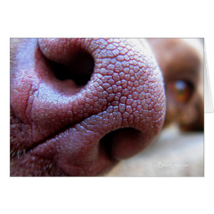 Puppy Hund Nose Hälsningskort
