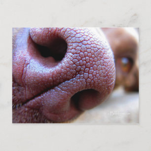 Puppy Hund Nose Vykort