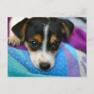Puppy Hund Ögon vykort