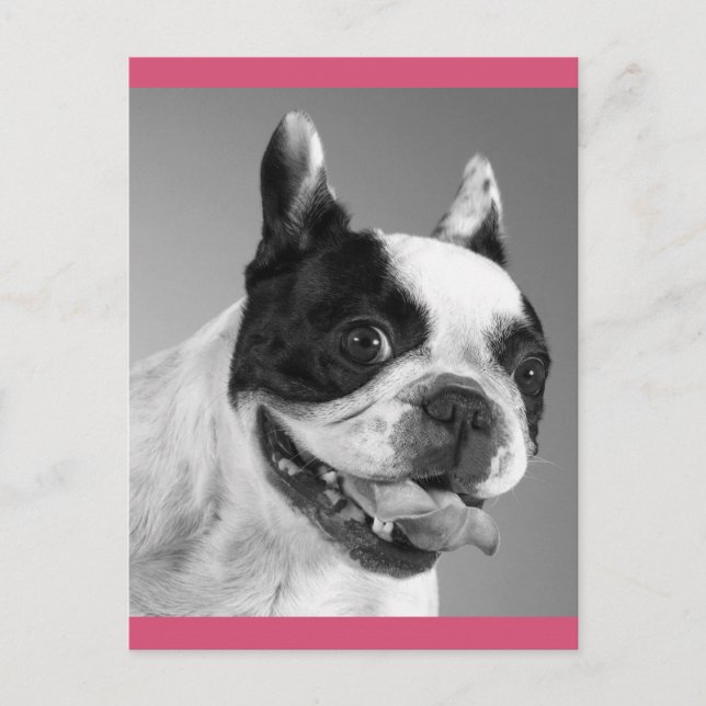 Puppy-Hund-postkort för Kärlek Fransk Vykort (Framsida)