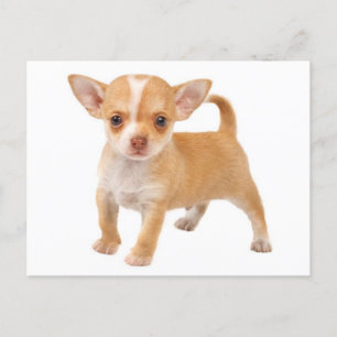 Puppy Hund-postkortet kärlek Baby Chihuahua Puppy Vykort