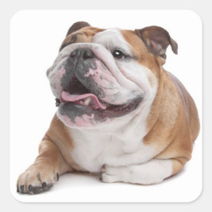 Puppy Hund Sticker Fyrkantigt Klistermärke