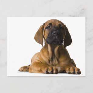 Puppy Hund Vykort