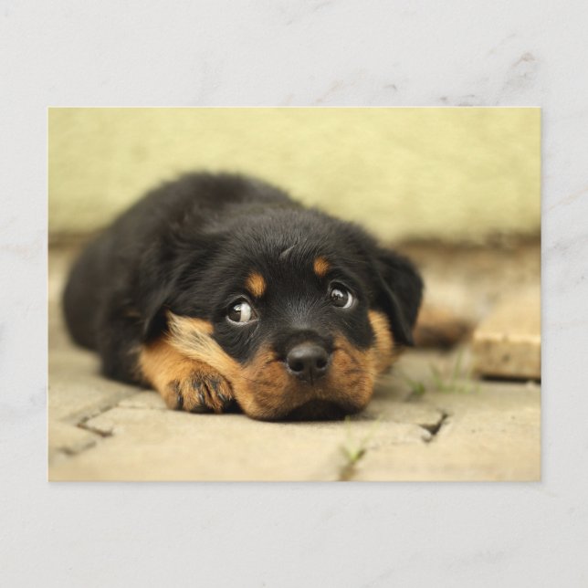 Puppy hund vykort (Framsida)