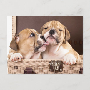 Puppy-Hund-vykort för engelska bulldog Vykort