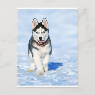 Puppy Husky i Wintery Ligcape Helg Vykort