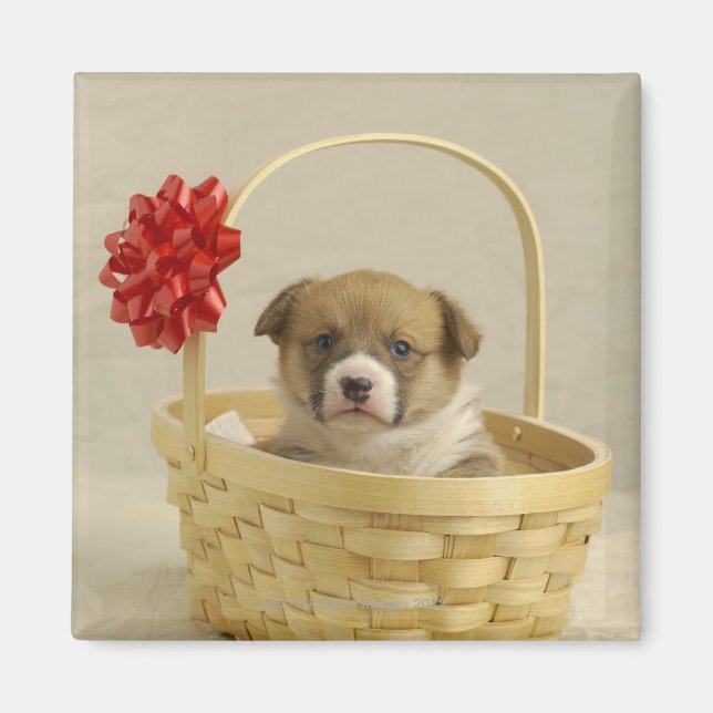 Puppy i basket magnet (Framsidan)
