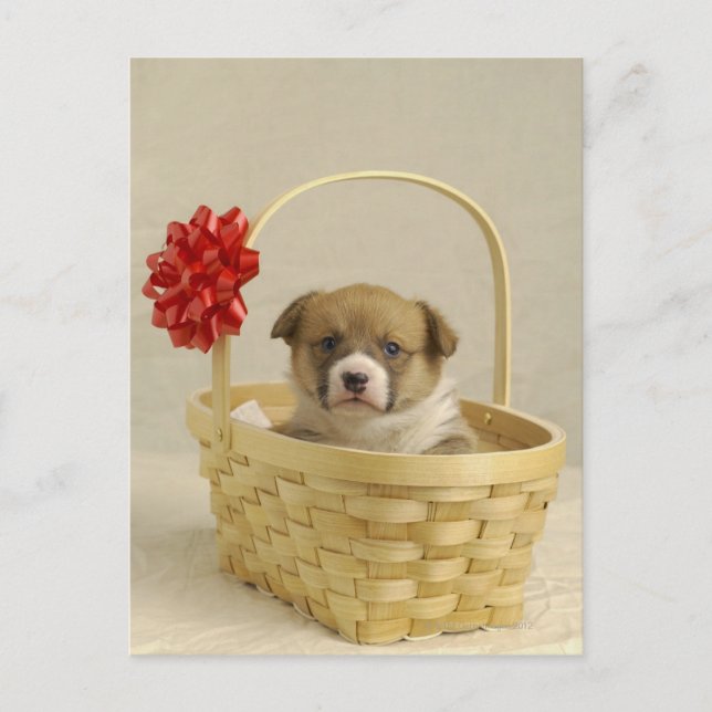 Puppy i basket vykort (Framsida)