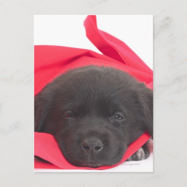 Puppy i filt vykort (Framsida)