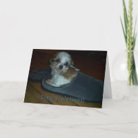 "Puppy in toffel", "grattis puppy adoption".