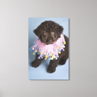 Puppy, italienska Vatten, Hund (Lagotto) Canvastryck