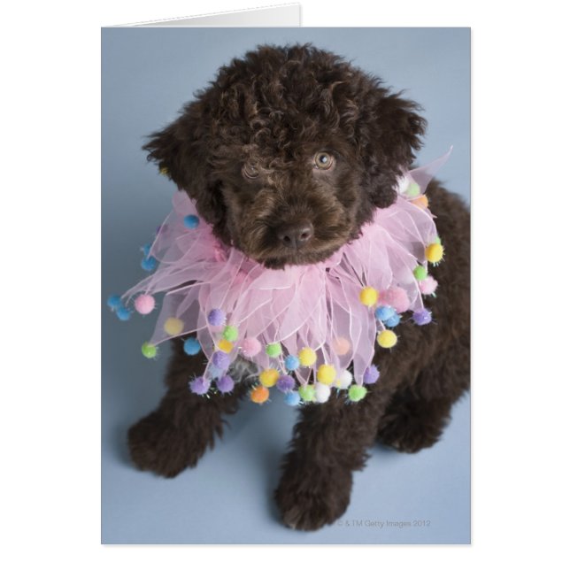 Puppy, italienska Vatten, Hund (Lagotto) Hälsningskort (Framsidan)