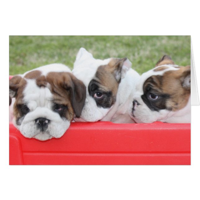 Puppy Kärlek anpassade-kort Hälsningskort (Framsidan Horizontal)