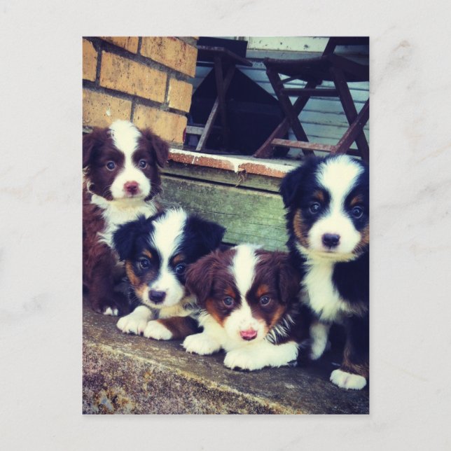 Puppy Kärlek - Australian shepherd Vykort (Framsida)