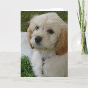 Puppy Kärlek - Cute MaltiPoo Hund Photo Kort