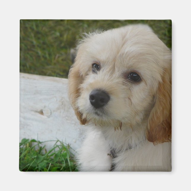 Puppy Kärlek - Cute MaltiPoo Hund Photo Magnet (Framsidan)