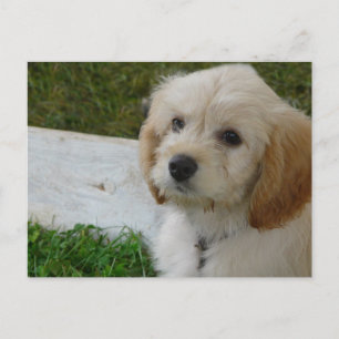 Puppy Kärlek - Cute MaltiPoo Hund Photo Vykort