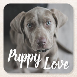 Puppy Kärlek Cute Weimaraner Hund Underlägg Papper Kvadrat