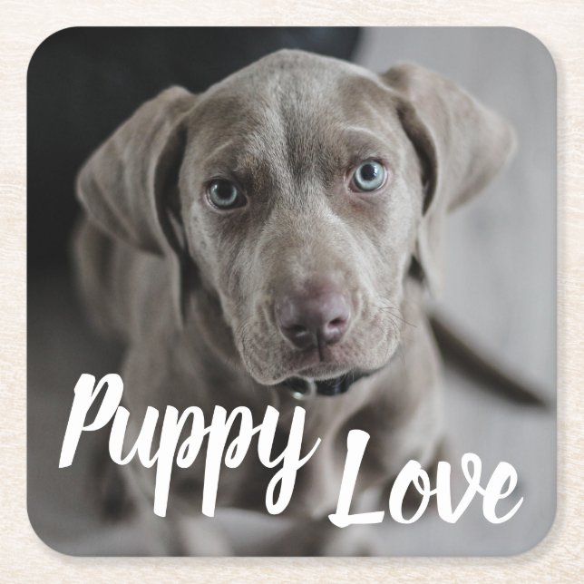 Puppy Kärlek Cute Weimaraner Hund Underlägg Papper Kvadrat (Framsidan)